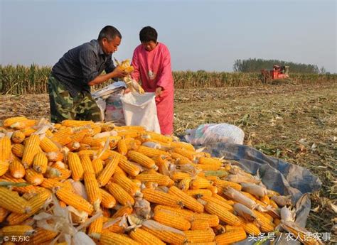 豬拱槽是什麼意思|農民常說：槽里無食豬拱豬，分髒不均狗咬狗，這句話什麼意思。